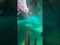 Waterslide into pool full of giant fish #funny #memes