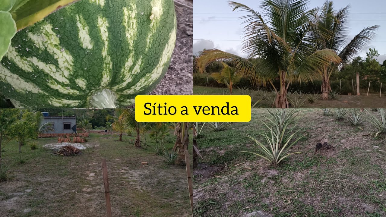 (Desistiu da venda )SÍTIO A VENDA EM MONTE GORDO (CAMAÇARI) BAHIA JÁ PRODUZINDO#roça