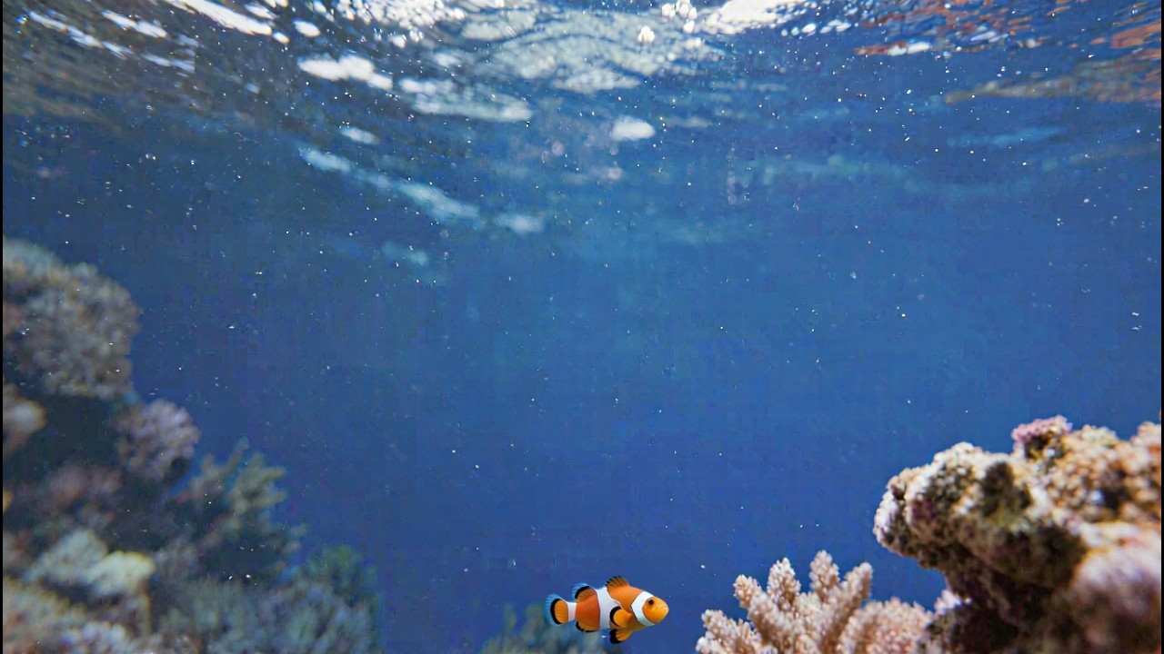 6 Hours of Relaxing Nemo Fish | Ambiance for Focus, Stress Relief & Cat TV