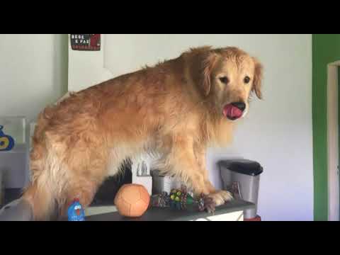 Vídeo: Se O Seu Animal De Estimação é Um Spaniel