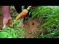 අපිට හම්බෙන එළවළු Vegetable Cultivation in Nuwaraeliya Sri Lanka