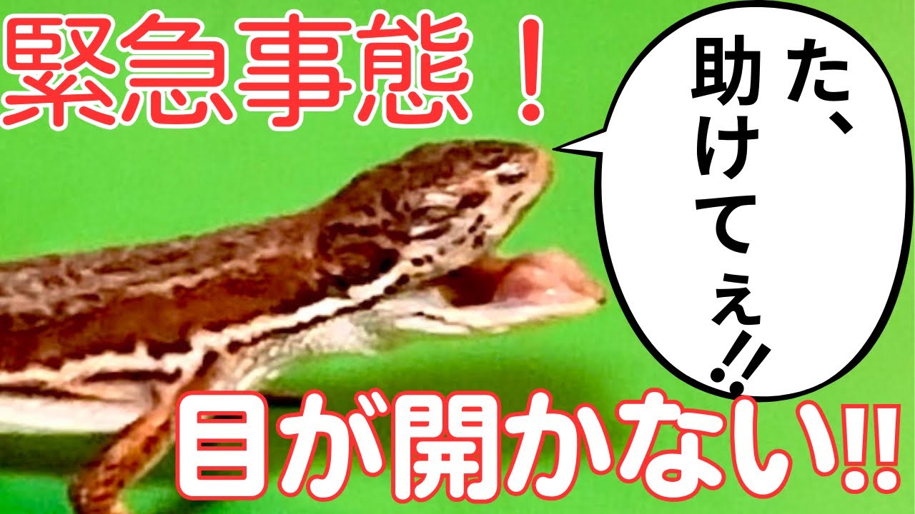 目が開かなくなったカナヘビを治す❤️‍🩹脱皮不全の温浴治療。