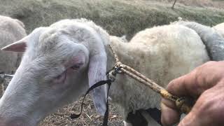 Training my new ram to pull a wagon