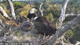 Thanks, Samson! Go fish some more! :) / NEFL Cam 1 / 2022-02-24 / 08:09