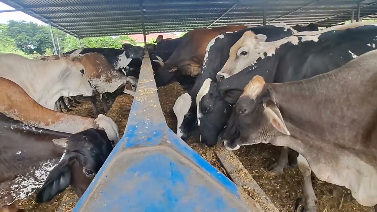 Hora de las vacas de comer comida encilada 