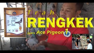 Trah RENGKEK jd Juara Ace Pigeon 1