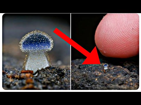 اغرب انواع الفطر فى العالم نوع جديد من الفطر