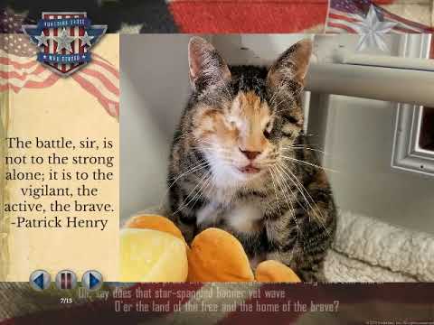 special needs animals for adoption near me 2018 Veterans Day