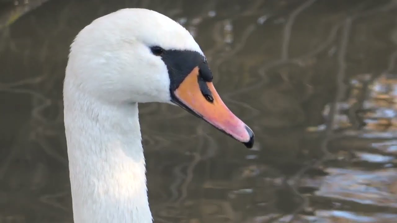 WinterWatch25