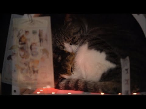 잠자는 고양이(feat. 2023시즌그리팅)