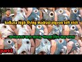 Kolkata high flying madrasi pigeon loft visitakash pukuri andhra madrasi pigeon salepart 3