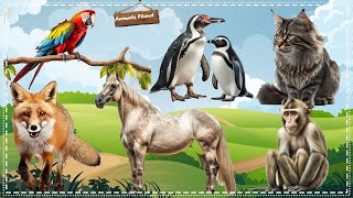 A Compilation of Amazing Animal Sounds and Videos: Parrot, Penguin, Cat, Fox, Horse, Monkey