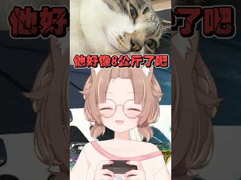 家有巨貓..他只是骨架大不是胖 #杏仁ミル #vtuber