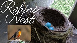 Eggs in Robins Nest 18/05/2024