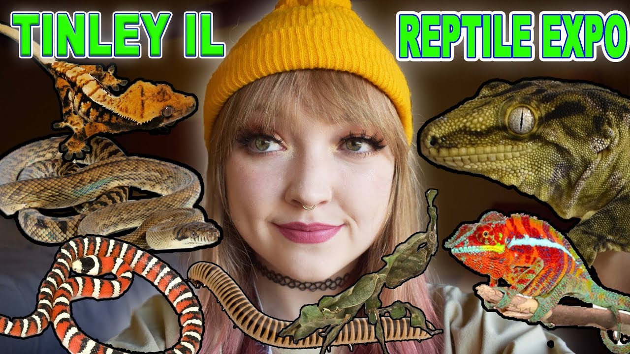 TINLEY IL REPTILE EXPO Vlog Part 2 YouTube