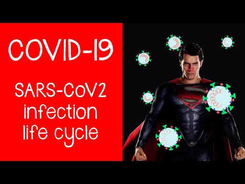 COVID-19: The Coronavirus, SARS-CoV-2; virus anatomy, life cycle, replication