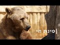 בוקר דוב: אחרי שינה של חודשיים - אלברט מחפש חברים