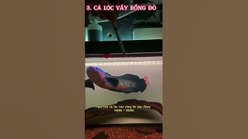 Phong trào nuôi cá lóc cảnh vẫn chưa hề giảm #shorts #caloc #calocanh #aquarium