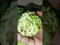 எங்க ஊரில் எங்க தோட்டத்தில் விளைந்த சீதாப்பழம்😋😋😋 சொர்க்கமே என்றாலும் #music #kanmani 😋😋🥰