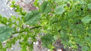 Acalypha indica  💚  cats attracted to its root  💚 nature and nature sounds
