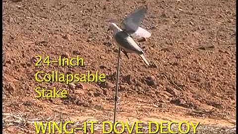 Wing It Dove Decoy