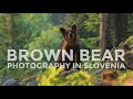 Photographing Brown Bears in Slovenia Vlog #02