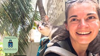 Is Playa del Carmen Mexico Pet Friendly? (Travel Pet Challenge Ep. 1)