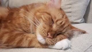 Sleepy Maine Coon Cookie 🍪🐱 #mainecoon #orangecat #mainecooncat by Maine Coon Cookie 35 views 2 years ago 3 minutes, 1 second