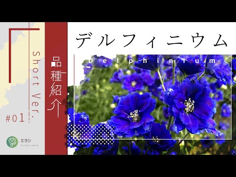 ショート動画 デルフィニウム品種紹介vol 001 株式会社ミヨシ Youtube