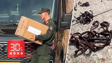 Bản tin 30s Nóng: Diễn biến mới vụ thẩm mỹ viện Mailisa; Kỳ lạ giun đất bò lên vỉa hè chết hàng loạt