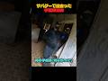 サバゲーの手榴弾泥棒 #airsoft #サバゲー