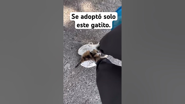 Se adoptó solo este gatito
