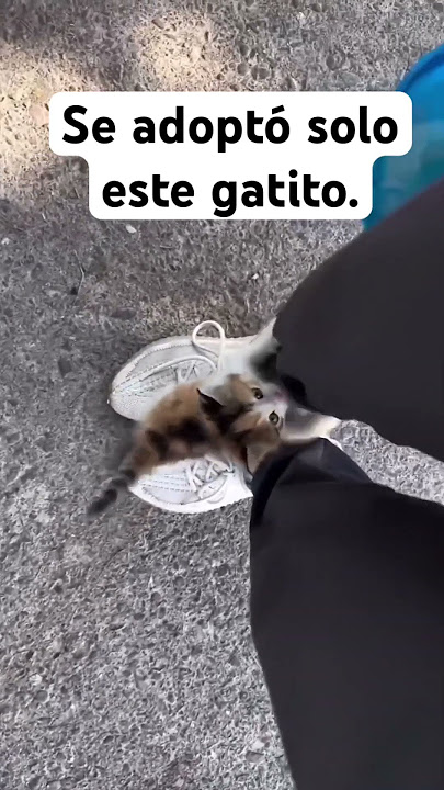 Se adoptó solo este gatito