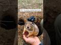 What’s Inside a Prairie Dog Tunnel