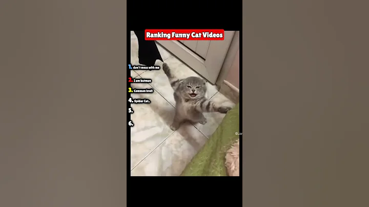 Video 11107701: kitty funnycats pets, cat kitty funnycat, funny cat