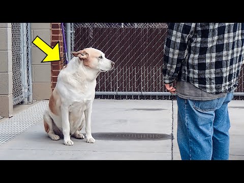 Video: Prej zapostavljen reševalni pes udobno žaluje neznanca na letališču