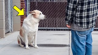 When This Lost Dog Saw Who Was Standing in Front of Him, He Began to Shed Tears!
