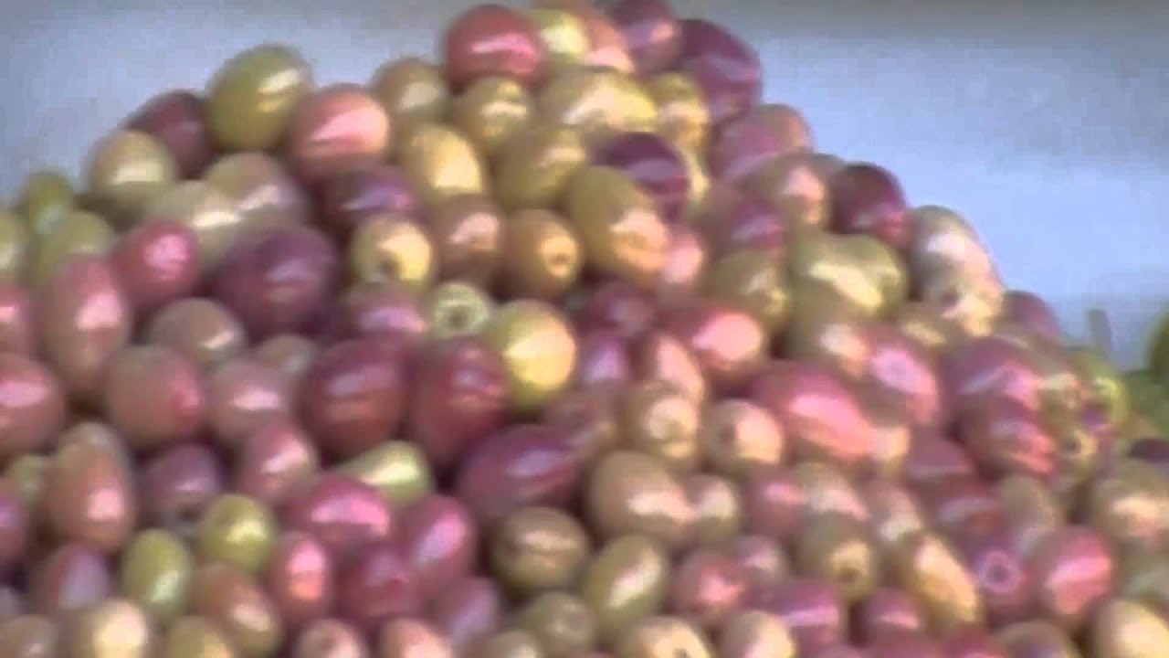 Bildstabilisierung: Zoom auf Oliven - Adobe After Effects CS 5.5 Stabilisierer