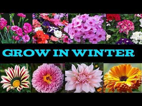 Como crescer e inverno Cuidados plantas com flores em vaso