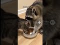 animals that woke up and chose violence 😂😭 | animals on the internet pt. 10
