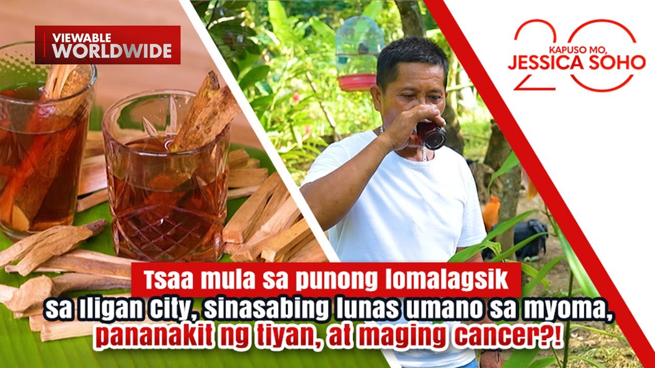 Tsaa mula sa punong lomalagsik, lunas umano sa myoma at cancer?! | Kapuso Mo, Jessica Soho