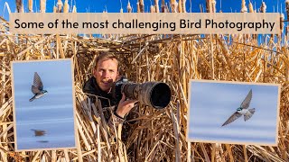 Possibly the hardest images I've EVER taken! Bird photography in the marsh, unexpected opportunities