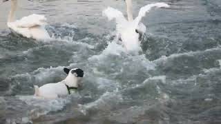 Щенок играет с лебедями на пруду, парк Митино, Москва / Dog plays with swans, Mitino park, Moscow