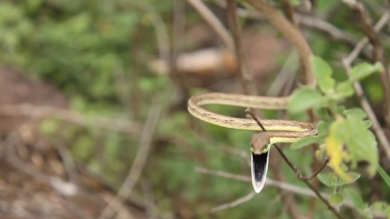 Herping Tours - Colombia - EN Brown Vine Snake (Oxybelis aeneus) - ES Bejuquilla Café