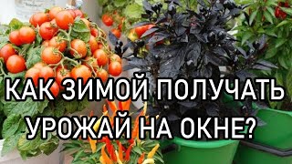 видео: Огород на подоконнике.Что сделать для урожая огурцов помидор перца зимой на окне картинка: Огород на подоконнике.Что сделать для урожая огурцов помидор перца зимой на окне