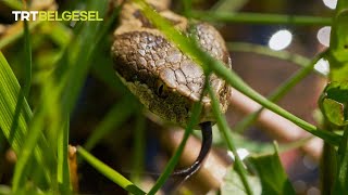 Türkiyedeki Yılanlar 🐍 Resimi