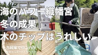 【#22】手入れの成果が少しづつ見えてきた気がします更に元気にするため木のチップをもらってとっておきの場所織幡宮へ行ってきました