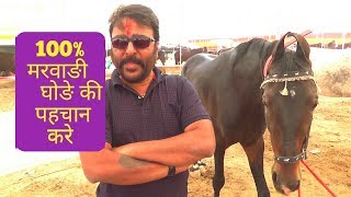 HOW TO IDENTIFY MARWARI HORSE PURITY .मारवाड़ी व काथियावाङी मे अंतर जाने ।