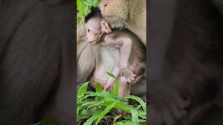 It Looks Like Red Ant Bothering Baby Monkey Braxton