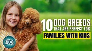 10 Dog Breeds That Are Perfect for Families With Kids by Smart Dog Lover 641 views 1 year ago 10 minutes, 17 seconds